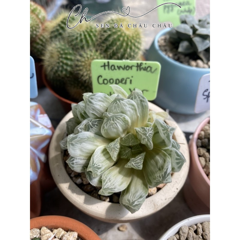 Haworthia Cooperi Var. 5CM (Hàng nhập)