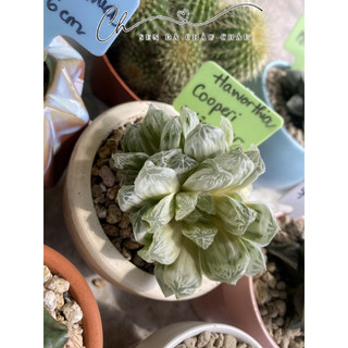 Haworthia Cooperi Var. 5CM (Hàng nhập)