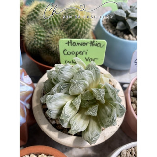 Haworthia Cooperi Var. 5CM (Hàng nhập)