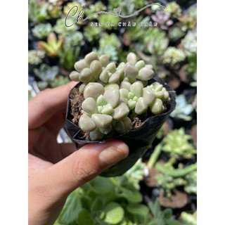 Sen Đá Kim Tuyến 5cm