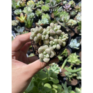 Sen Đá Kim Tuyến 5cm