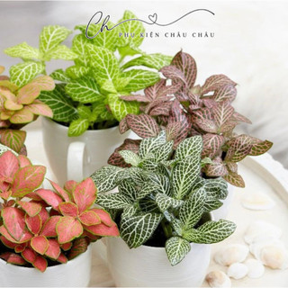 Chậu sứ Lá May Mắn - Sen Đá May Mắn