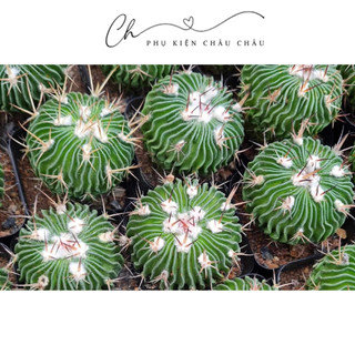 Xương rồng Trúc Ngọc 3-5cm