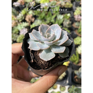 Sen Đá Hồng Phấn 5cm