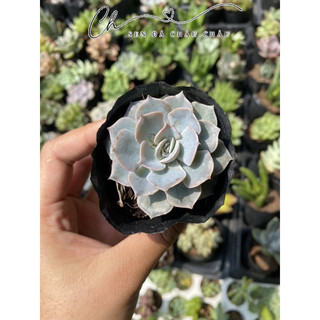 Sen Đá Hồng Phấn 5cm