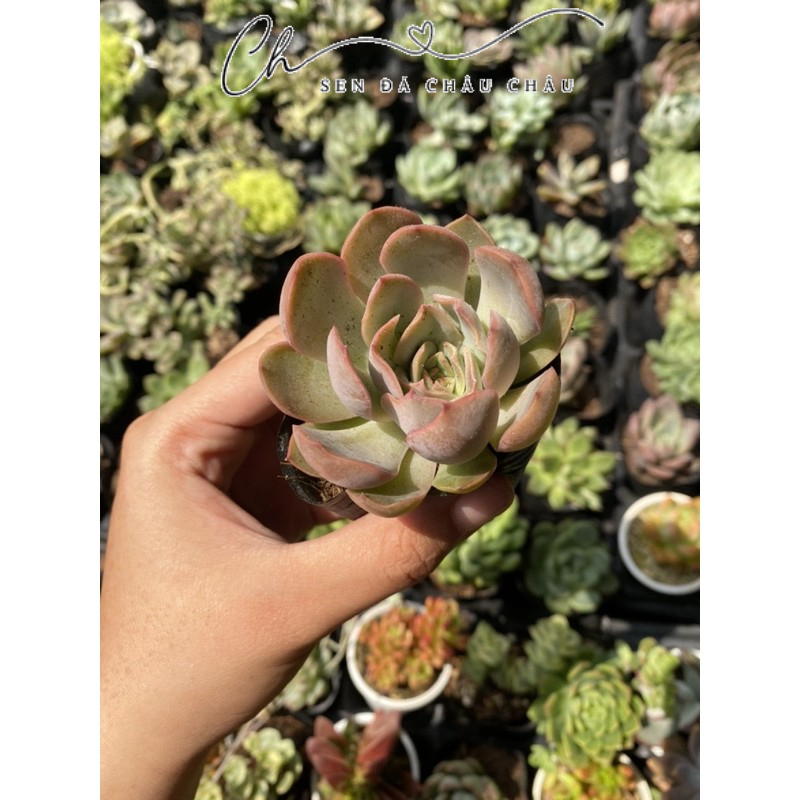 Sen đá Đế vương hồng 5cm
