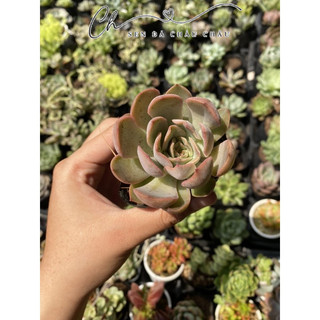 Sen đá Đế vương hồng 5cm