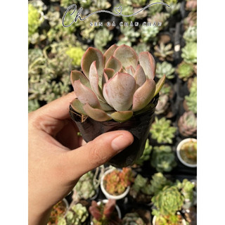 Sen đá Đế vương hồng 5cm