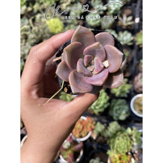 Sen đá hồng mập 5cm