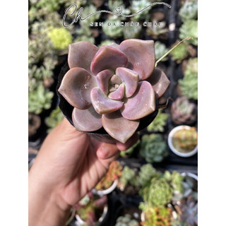 Sen đá hồng mập 5cm