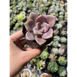 Sen đá hồng mập 5cm