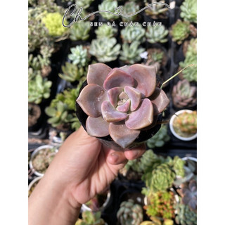 Sen đá hồng mập 5cm