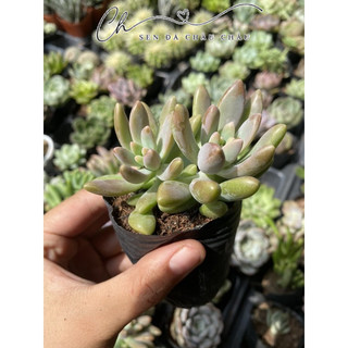 Sen Đá Pha Lê Hồng 5cm