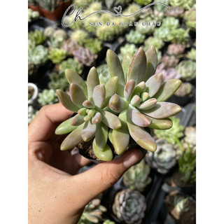 Sen Đá Pha Lê Hồng 5cm