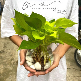 CÂY TRẦU BÀ TRỒNG THUỶ SINH, TRỒNG CHẬU SỨ - CÂY VẠN NIÊN THANH