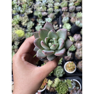 Sen đá mận đỏ 5cm