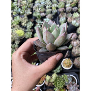 Sen đá mận đỏ 5cm