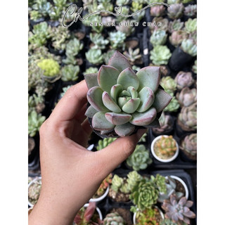 Sen đá mận đỏ 5cm