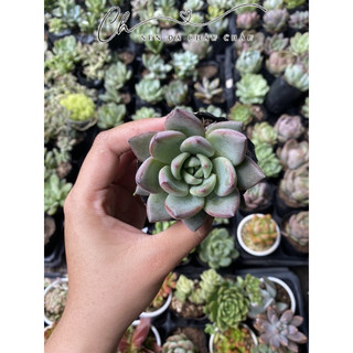 Sen đá mận đỏ 5cm