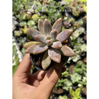Sen Đá Pha Lê Hồng 5cm Đá