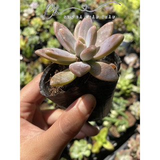 Sen Đá Pha Lê Hồng 5cm Đá
