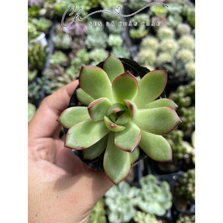 Sen đá ếch lửa 5cm - đầu viền đỏ rực