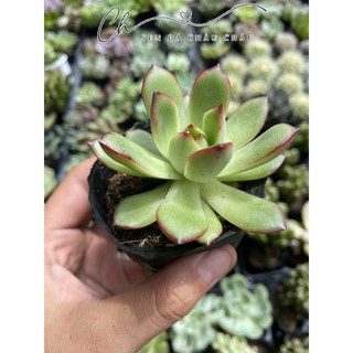 Sen đá Ếch Lửa 5cm - Đầu viền đỏ rực