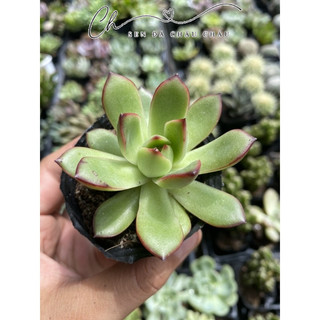 Sen đá Ếch Lửa 5cm - Đầu viền đỏ rực