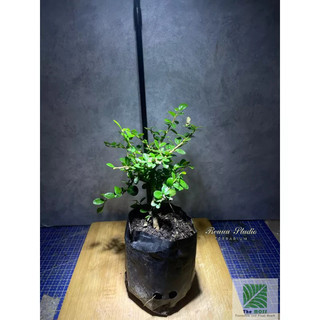 Cây sam hương mini bonsai dáng đẹp