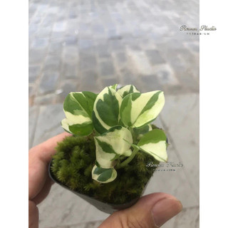 Cây trầu bà đột biến var, size mini. * Cây Trầu Bà Đột Biến - Syngonium Podophyllum Albo variegata mini