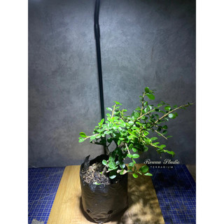 Sam hương mini dáng đổ bonsai cây đẹp,chơi bonsai , terrarium