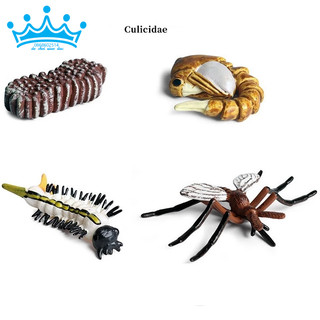 Mô hình vòng đời của Muỗi - Mosquito life cycle