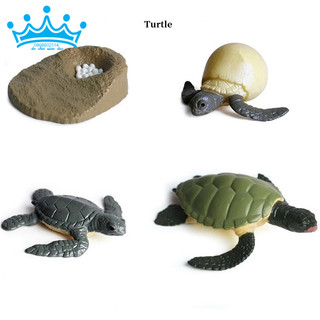 Mô hình vòng đời của rùa - Turtle life cycle