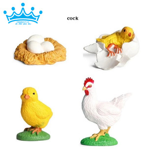 Mô hình vòng đời của gà - Chicken Life Cycle