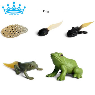 Mô hình vòng đời của ếch - Frog Life Cycle
