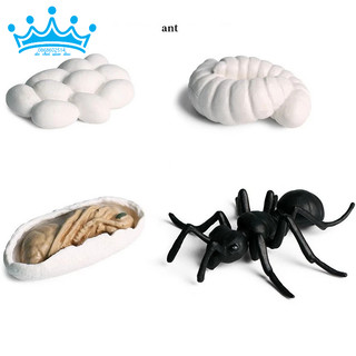 Mô hình vòng đời của kiến - Ant life cycle