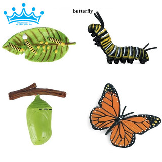 Mô hình vòng đời của bướm - Butterfly Life Cycle