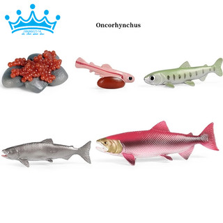 Mô hình vòng đời của cá hồi - Salmon life cycle
