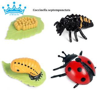 Mô hình vòng đời của bọ rùa - Ladybug life cycle