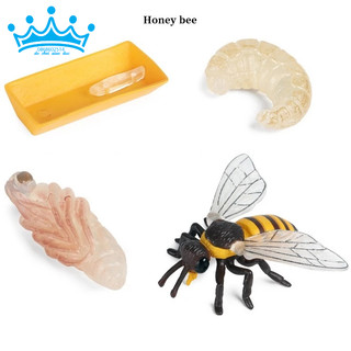 Mô hình vòng đời của Ong - Bee life Cycle