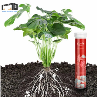  Lọ 22 Viên Phân Bón Hữu Cơ Siêu Dưỡng Chuyên Dụng Cho Cây Cảnh Bonsai 