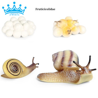 Mô hình vòng đời của ốc sên - Snail life cycle