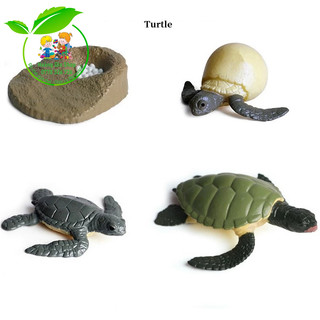 Mô hình vòng đời của rùa - Turtle life cycle