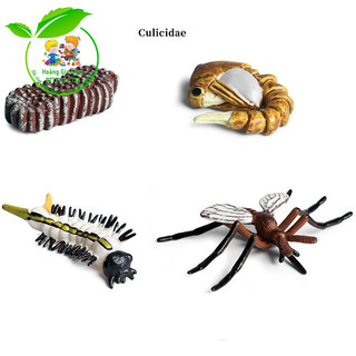 Mô hình vòng đời của Muỗi - Mosquito life cycle