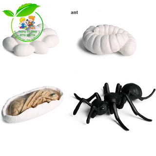 Mô hình vòng đời của kiến - Ant life cycle
