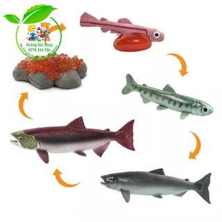 Mô hình vòng đời của cá hồi - Salmon life cycle