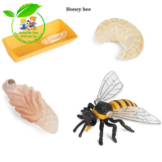 Mô hình vòng đời của Ong - Bee life Cycle