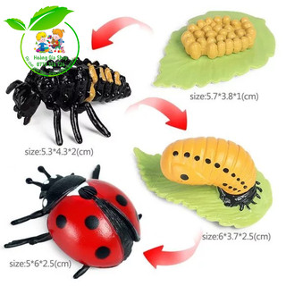 Mô hình vòng đời của bọ rùa - Ladybug life cycle