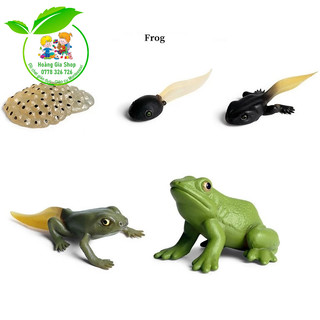 Mô hình vòng đời của ếch - Frog Life Cycle