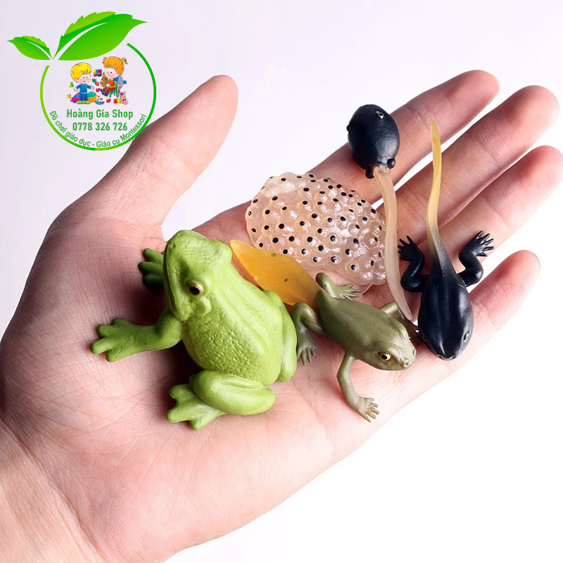 Mô hình vòng đời của ếch - Frog Life Cycle
